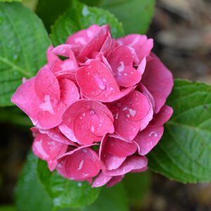 Image of Schroll hydrangea with pink flowers